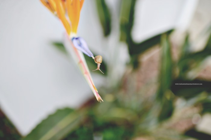 Hello Mr. Snail! Work that shell, hunty!