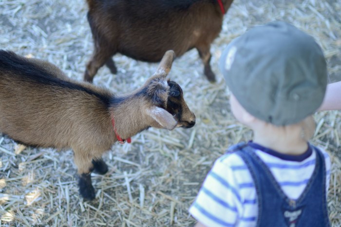 petting zoo fun